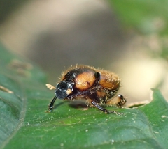 Onthophagus vulpes