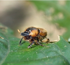Onthophagus vulpes