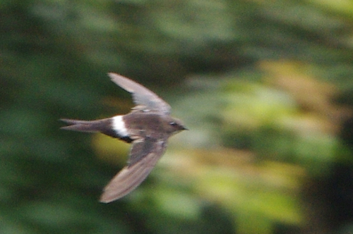Pacific Swift