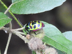 Chrysocoris
