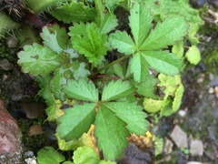 Potentilla anglica