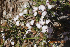 Polygala microlopha