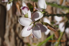 Polygala microlopha