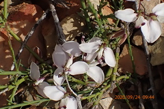 Polygala microlopha