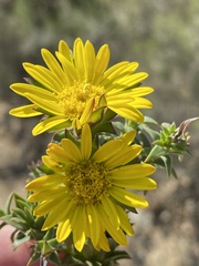 Oedera imbricata