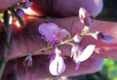 Indigofera concava