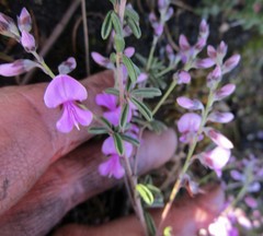 Indigofera concava