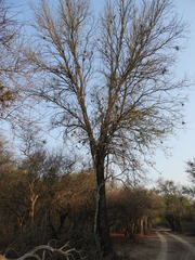 Gonopterodendron sarmientoi