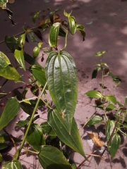 Aciotis circaeifolia