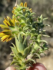 Oedera imbricata