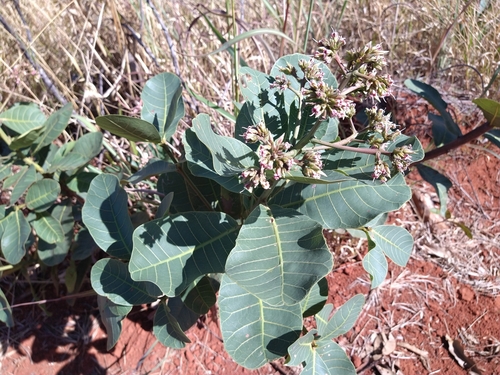 Anacardium nanum