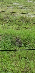 Athene cunicularia floridana