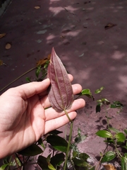 Aciotis circaeifolia