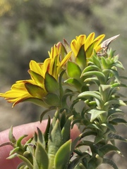 Oedera imbricata