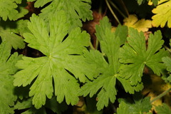 Geranium sibiricum