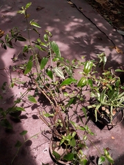 Aciotis circaeifolia