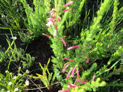 Erica curviflora curviflora