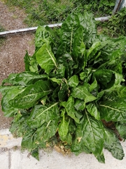Beta vulgaris cicla