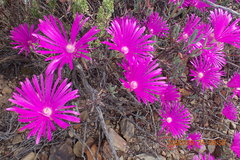 Lampranthus haworthii
