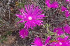 Lampranthus haworthii