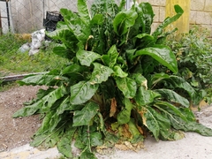 Beta vulgaris cicla