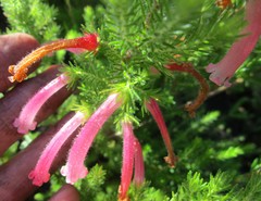 Erica curviflora curviflora