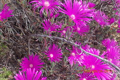 Lampranthus haworthii
