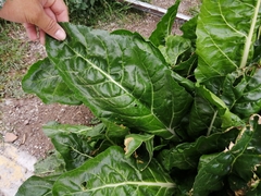 Beta vulgaris cicla