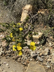 Oedera imbricata