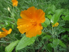 Eschscholzia californica californica