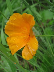 Eschscholzia californica californica