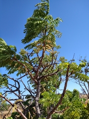 Stryphnodendron adstringens