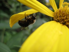 Bombus impatiens