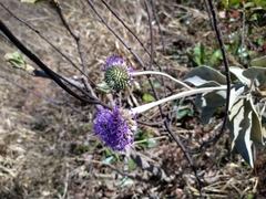 Chresta sphaerocephala