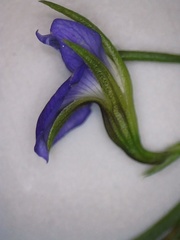 Psoralea trullata