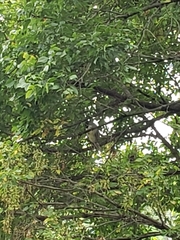 Nycticorax nycticorax