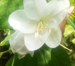 Bauhinia acuminata
