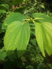 Bauhinia acuminata