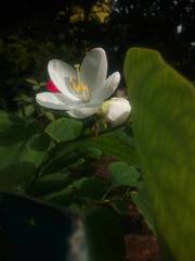 Bauhinia acuminata