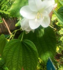 Bauhinia acuminata