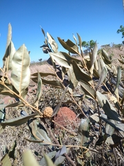 Duguetia furfuracea