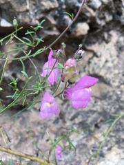 Antirrhinum majus