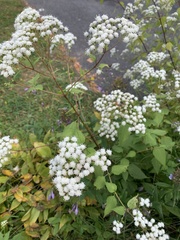Ageratina altissima