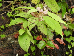 Callicarpa rubella