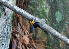 Xylocopa appendiculata