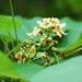 Catalpa ovata - Photo (c) Paul B., algunos derechos reservados (CC BY-NC-ND), subido por Paul B.