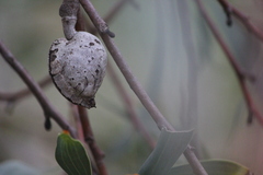 Hakea laurina