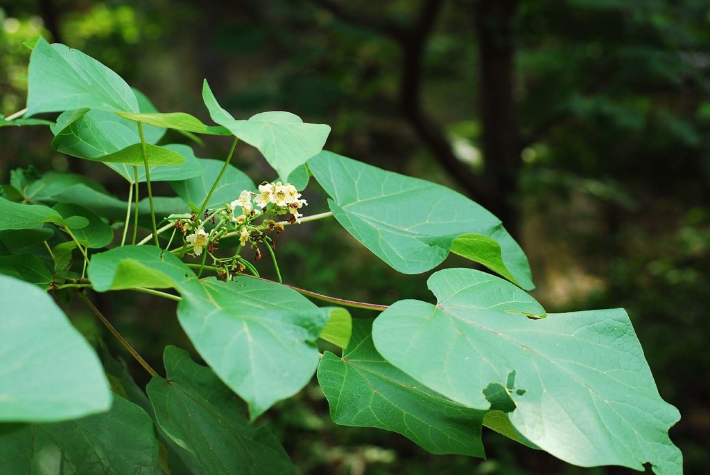 Catalpa ovata — an easy houseplant, prefers full sun light