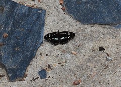 Limenitis helmanni