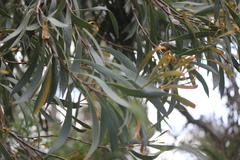 Hakea laurina